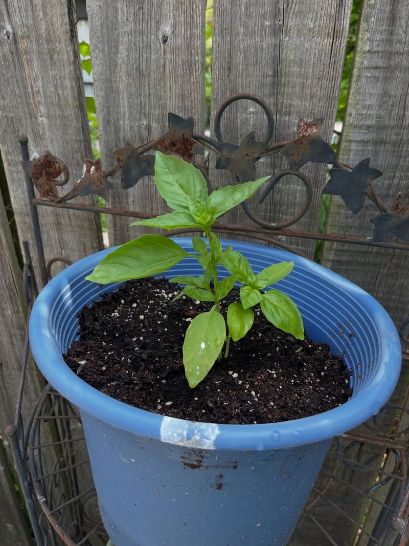 Start New Basil Plants Every Few Weeks