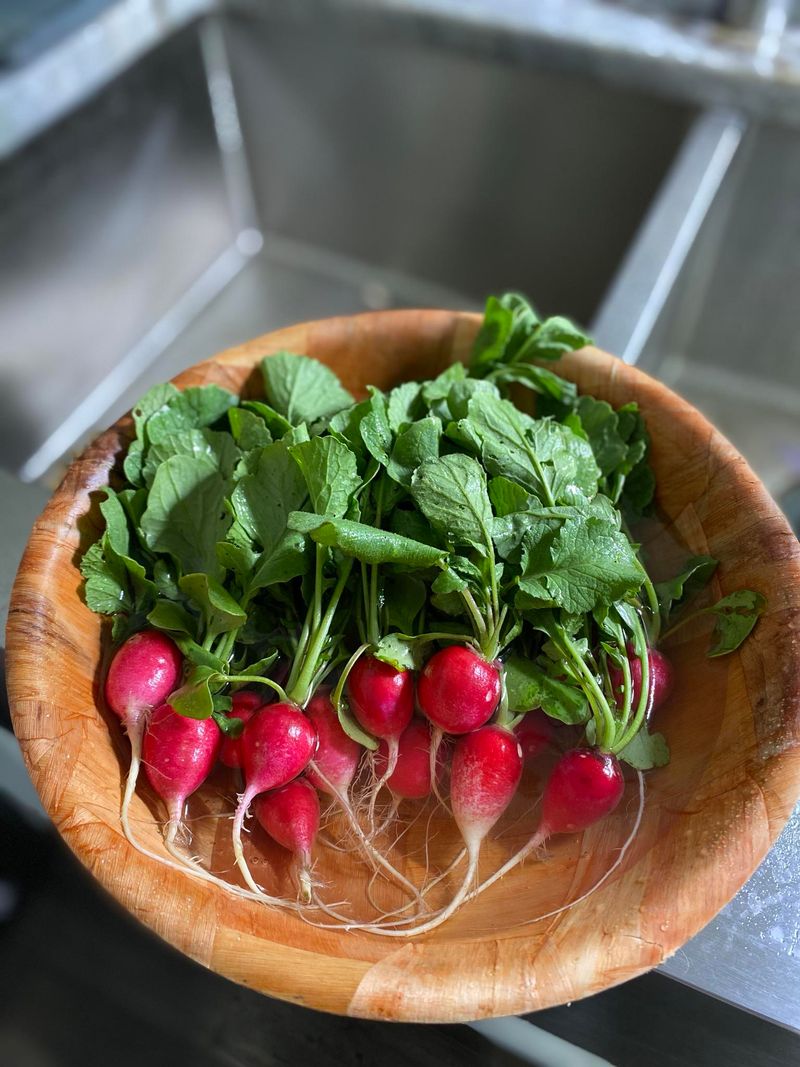 Start Radishes For The Quickest Harvest Start Radishes For The Quickest Harvest