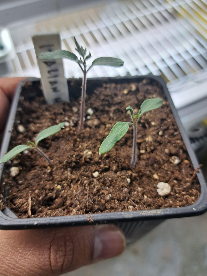 Start Seeds Under Cool Bright Light