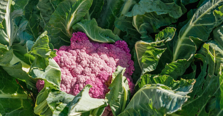 Start These California Fall Vegetables In July And Harvest Before The First Cold Snap