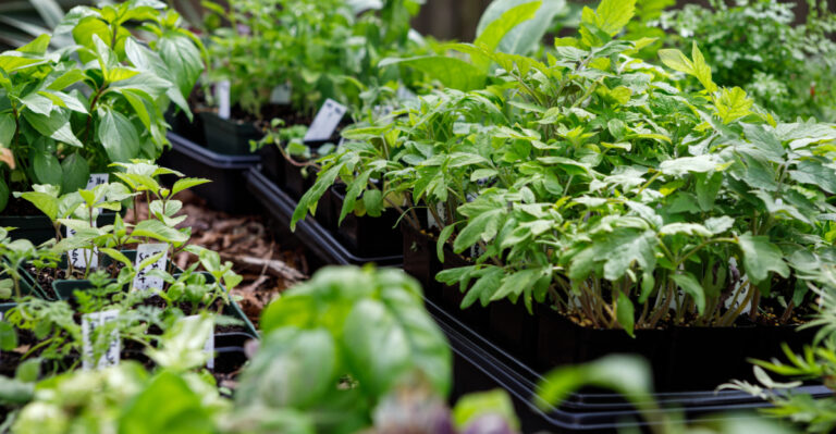 tomato seedlings