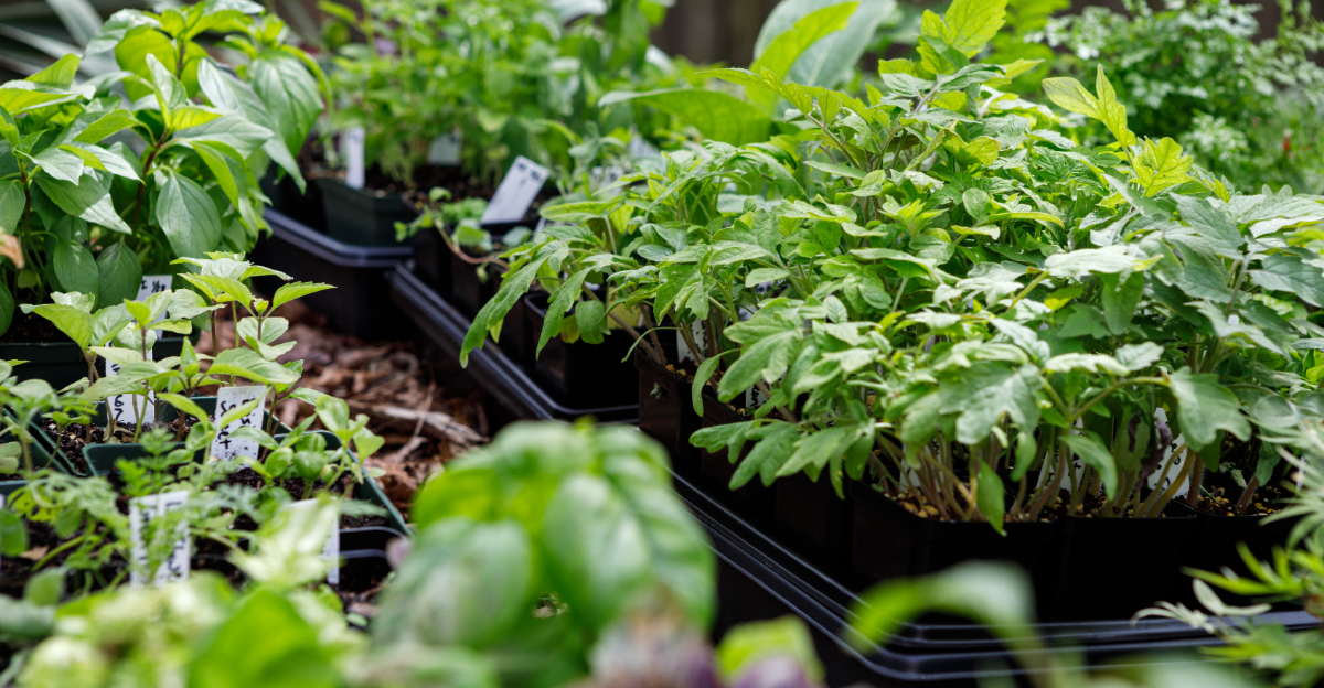 tomato seedlings