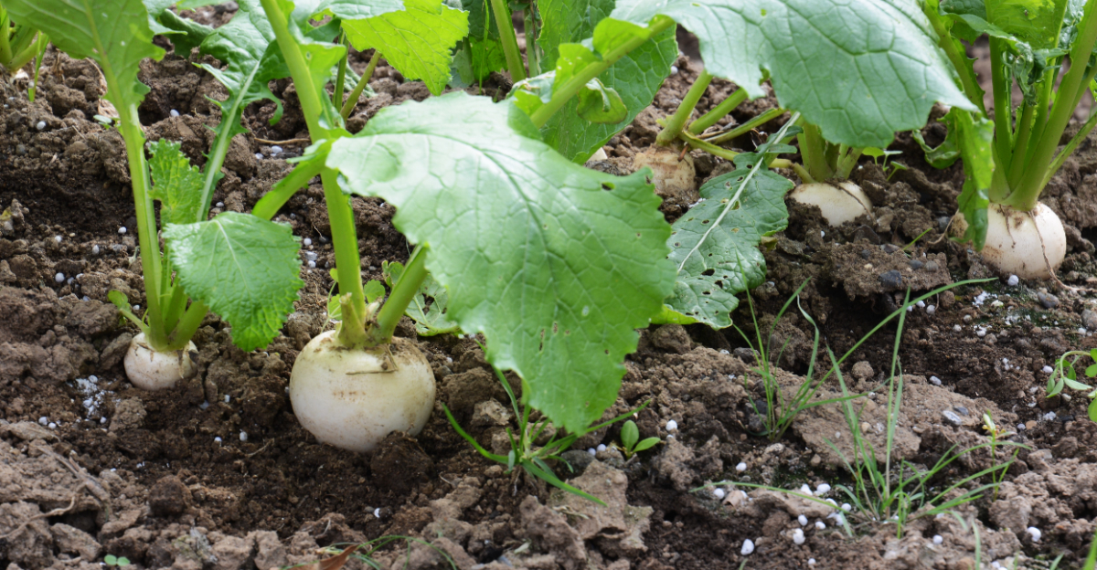 vegetables (featured image)
