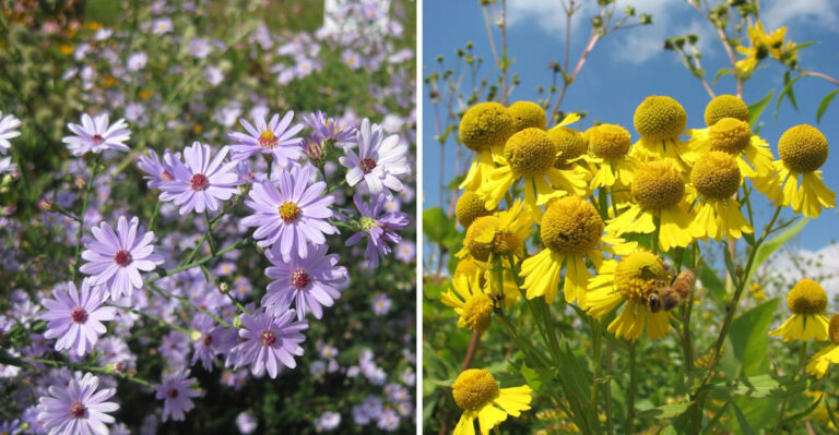 Start These Pennsylvania Native Wildflowers From Seed In July For A More Natural-Looking Garden