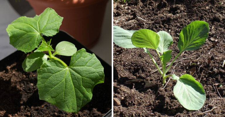 starting vegetables