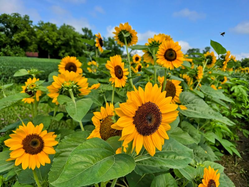 Start With Circle S Farms Before The Sunflowers Hit Peak Bloom