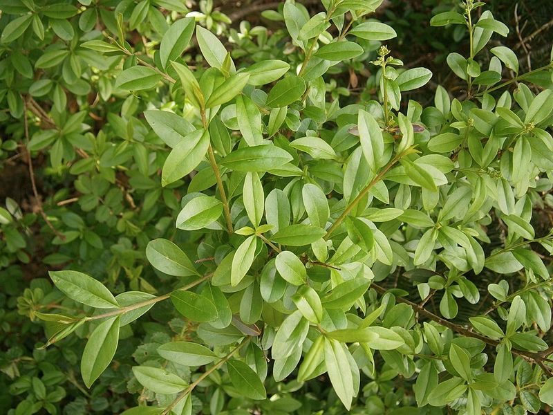 Start With Common Privet After The Grace Period Ends