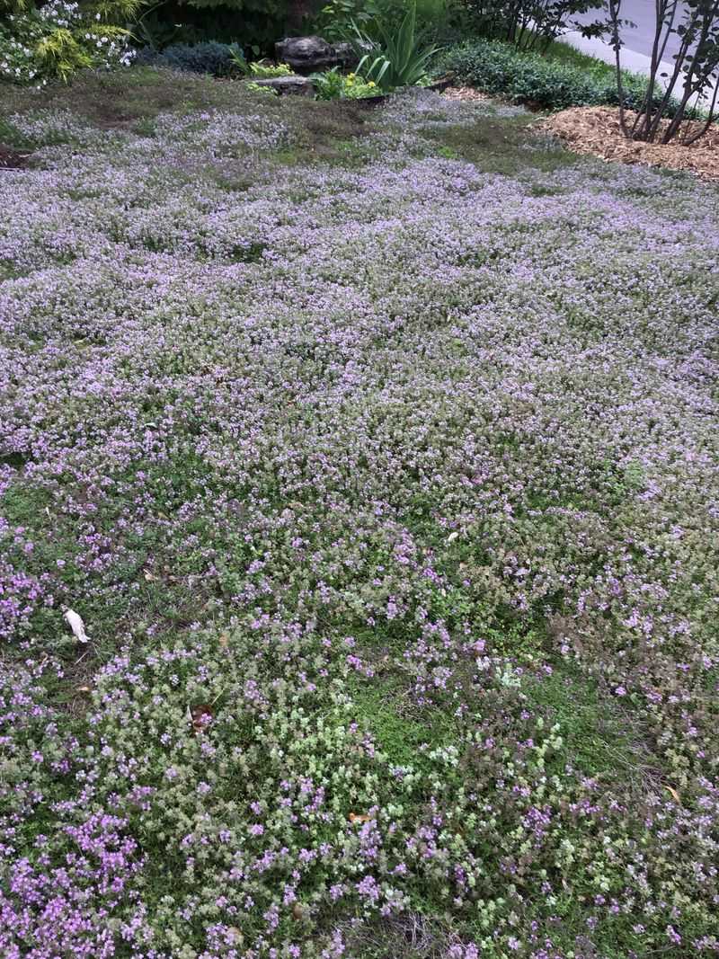 Start With Creeping Thyme Start With Creeping Thyme