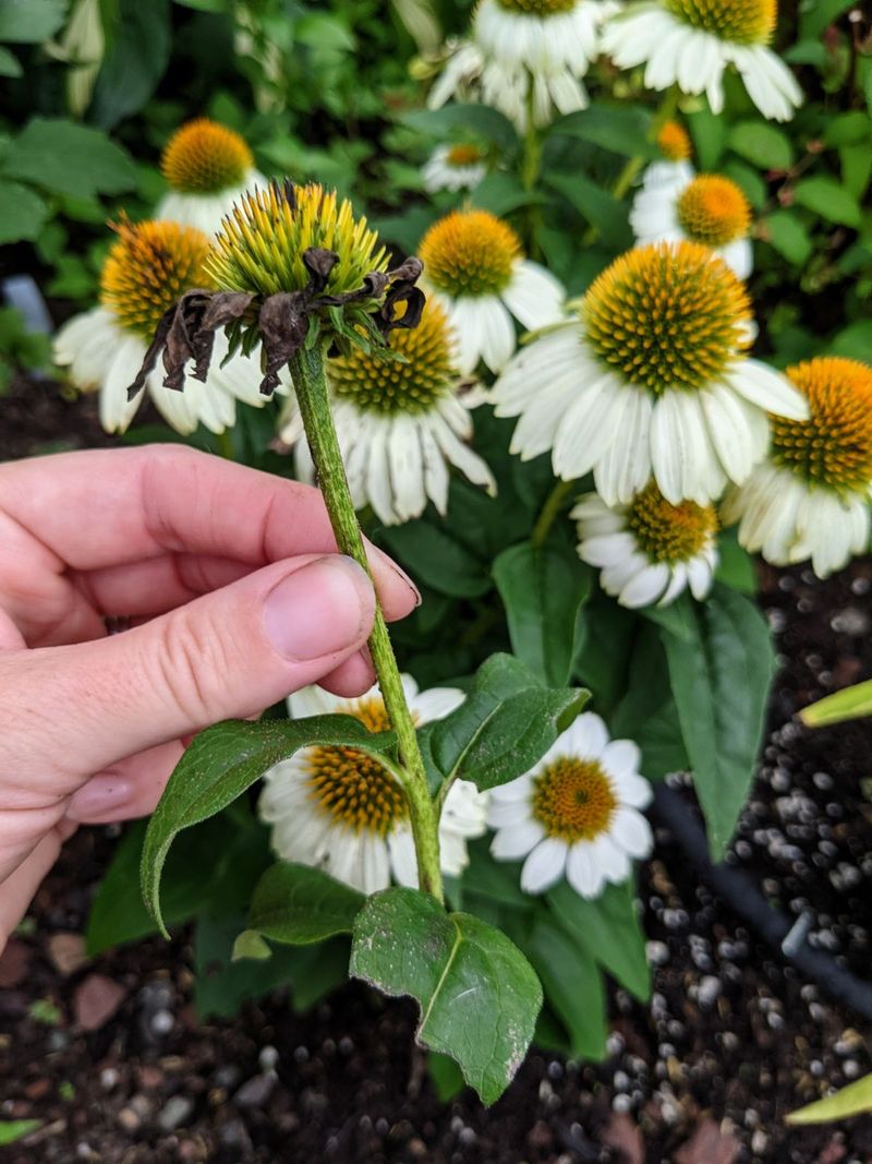 Start With One Fading Flower
