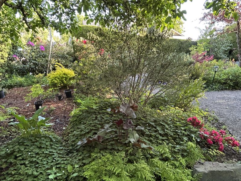 Start With Smaller Plants And Establish Them Well