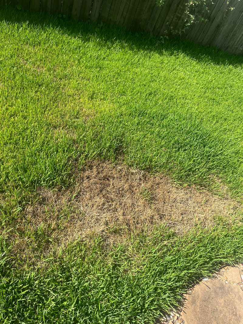 Start With St. Augustinegrass Start With St. Augustinegrass