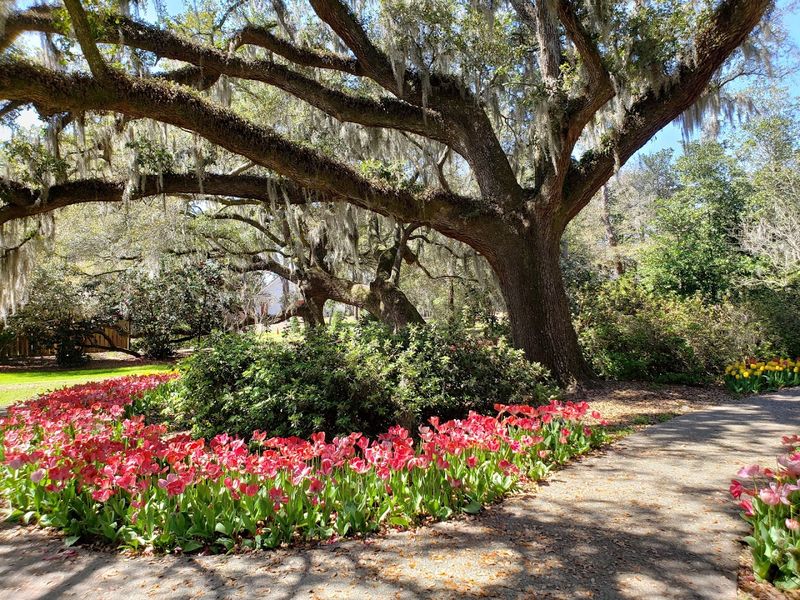 Start With The Airlie Oak In Wilmington Start With The Airlie Oak In Wilmington