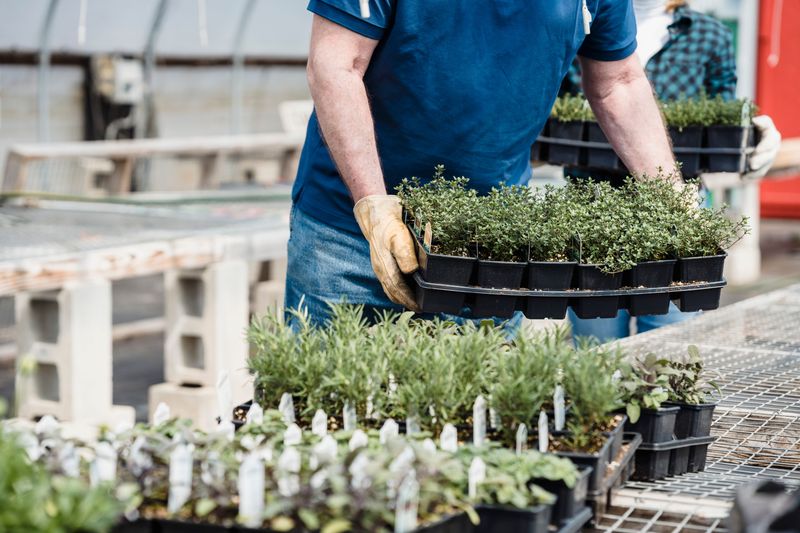 Starting From Transplants Beats Growing From Seed In July Starting From Transplants Beats Growing From Seed In July