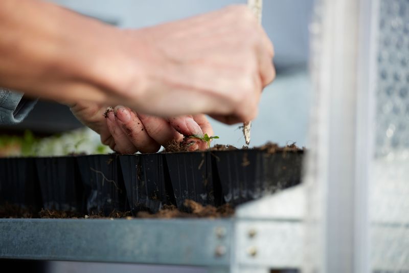 Starting Seeds Indoors Gives Gardeners More Variety Choices