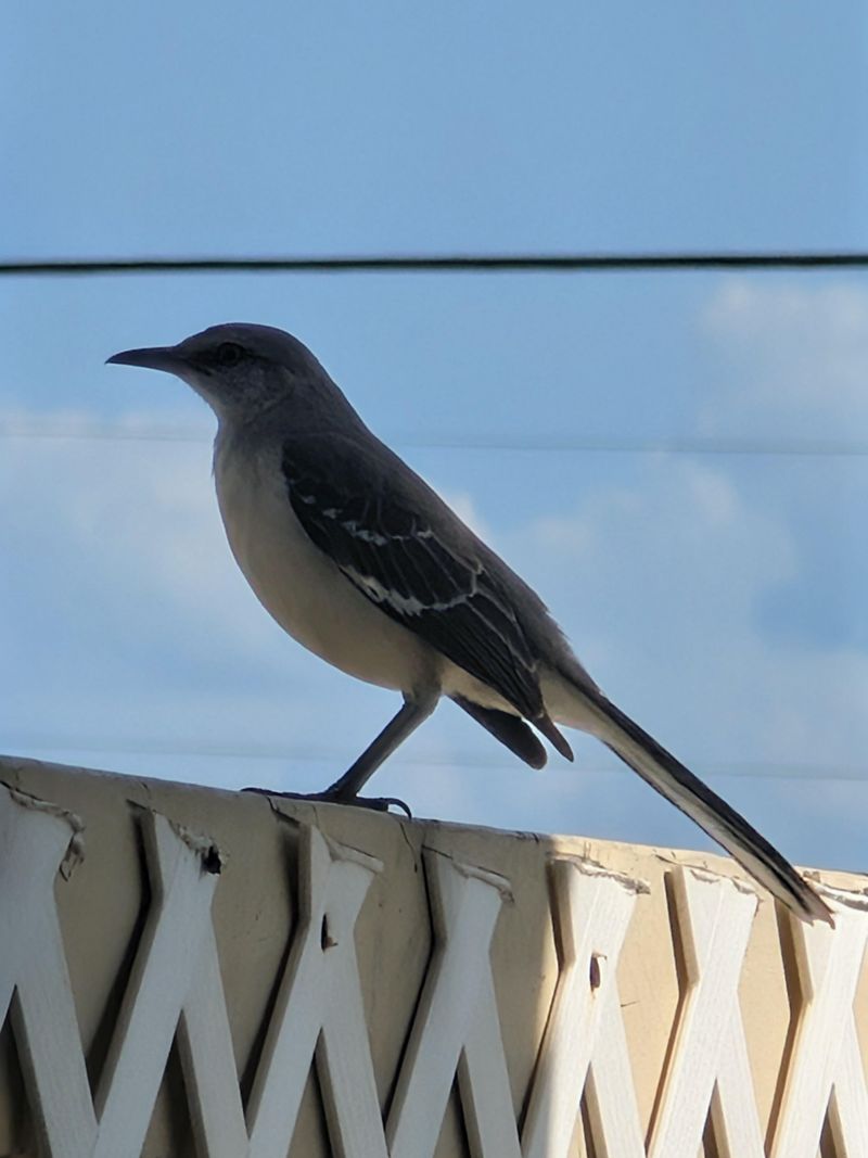 State Bird Status Adds Local Meaning