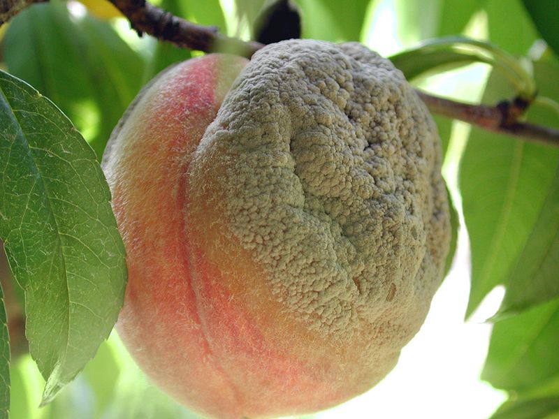 Stay Ahead Of Brown Rot And Other Disease Issues Stay Ahead Of Brown Rot And Other Disease Issues
