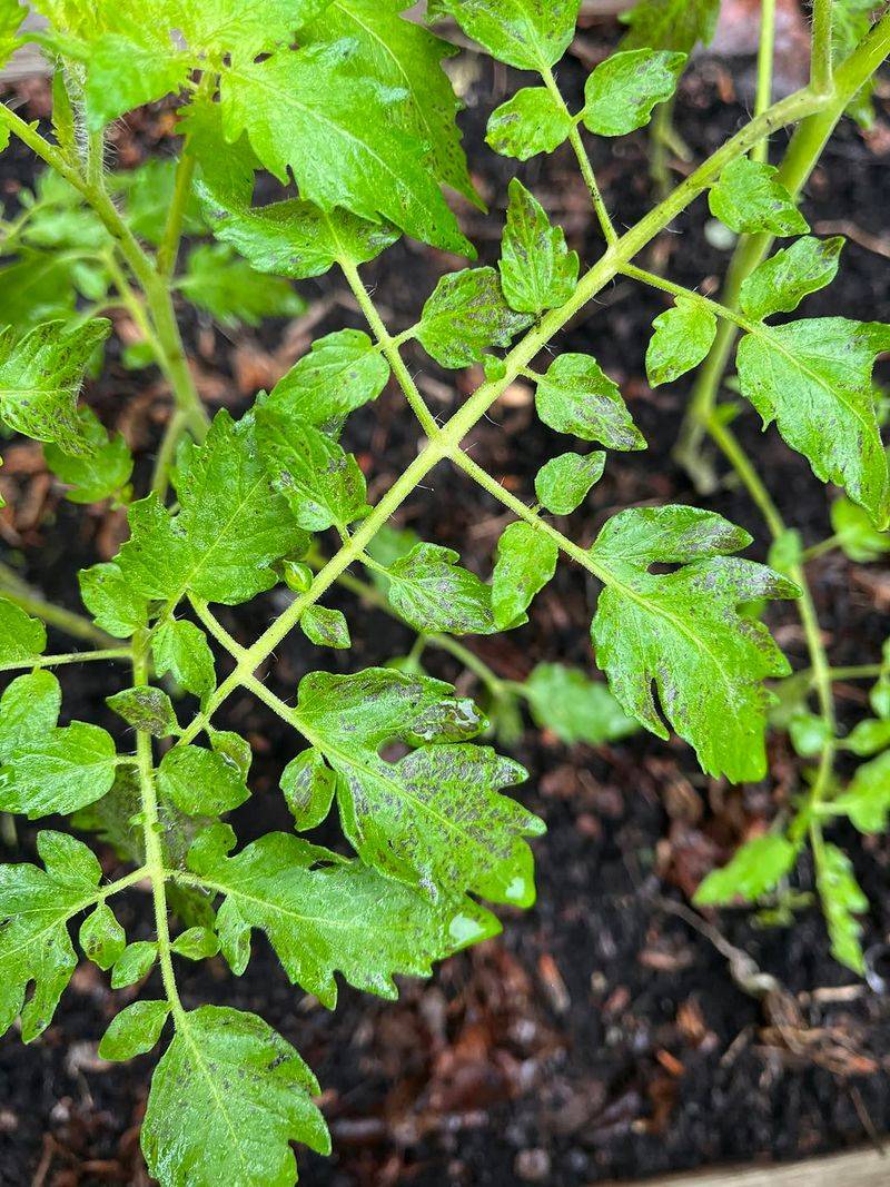 Stay Out Of Tomato Plants When Leaves Are Wet Stay Out Of Tomato Plants When Leaves Are Wet