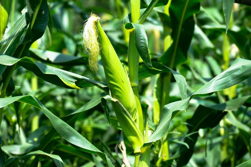 Steady June Rain Aided Pollination