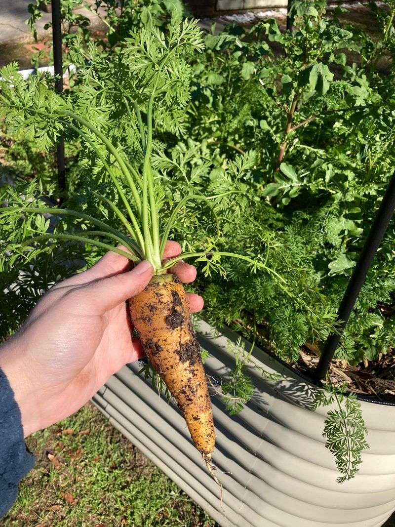 Steady Moisture Supports Firm Crisp Roots