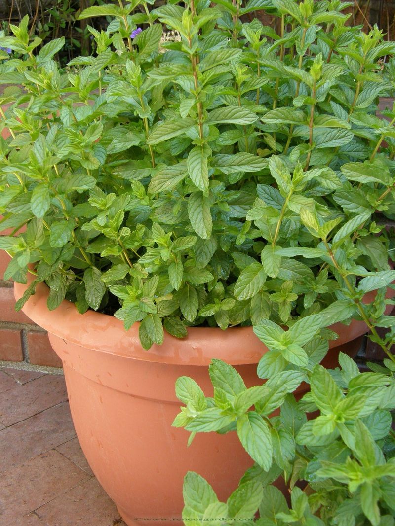Steady Moisture Supports Healthy Leaf Growth Steady Moisture Supports Healthy Leaf Growth