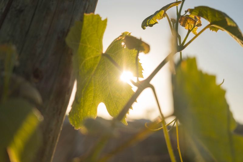 Steady Sunshine Kept Growth Consistent Steady Sunshine Kept Growth Consistent