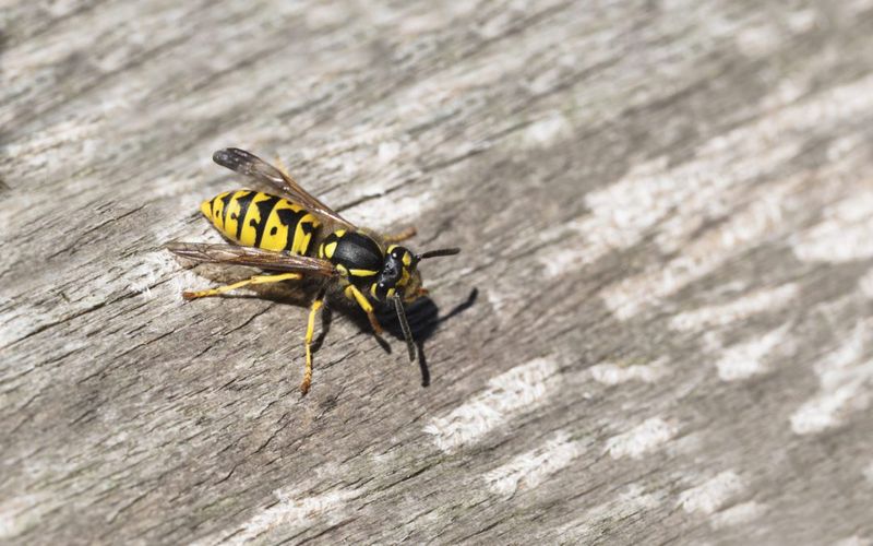 Steady Wasp Traffic Signals An Active Nest Steady Wasp Traffic Signals An Active Nest