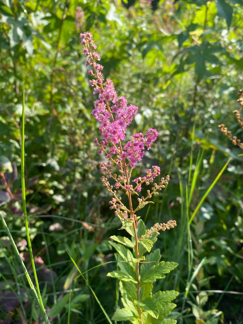 Steeplebush Steeplebush