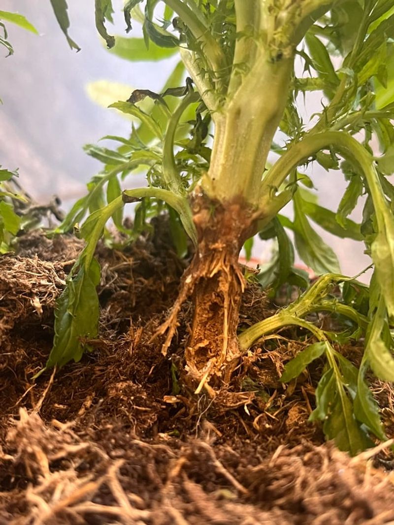 Stem Rot Is Starting Near The Soil Line