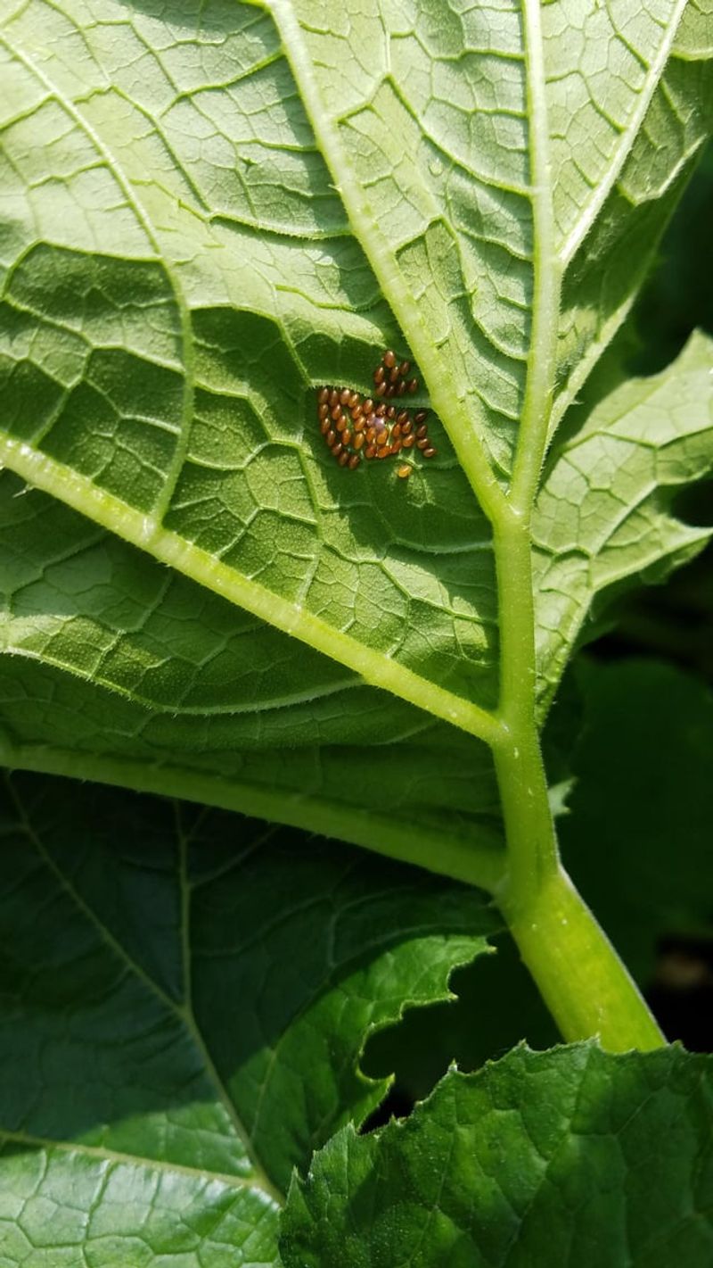 Stems Can Hold Eggs Before Leaves Look Bad Stems Can Hold Eggs Before Leaves Look Bad