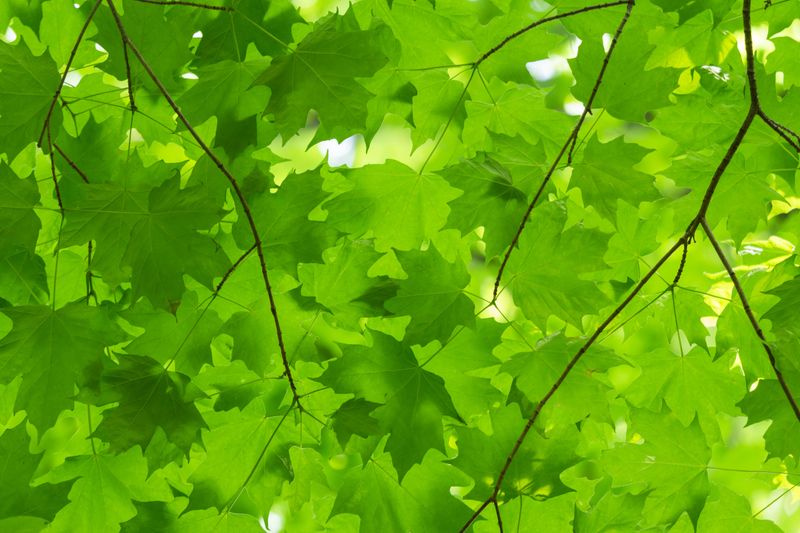 Steps Homeowners Can Take To Protect Their Maples