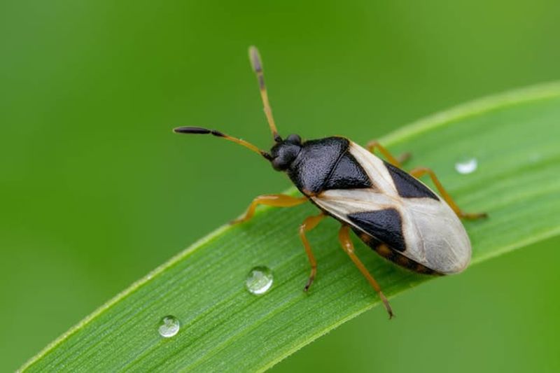 Steps To Prevent Chinch Bugs From Coming Back Steps To Prevent Chinch Bugs From Coming Back