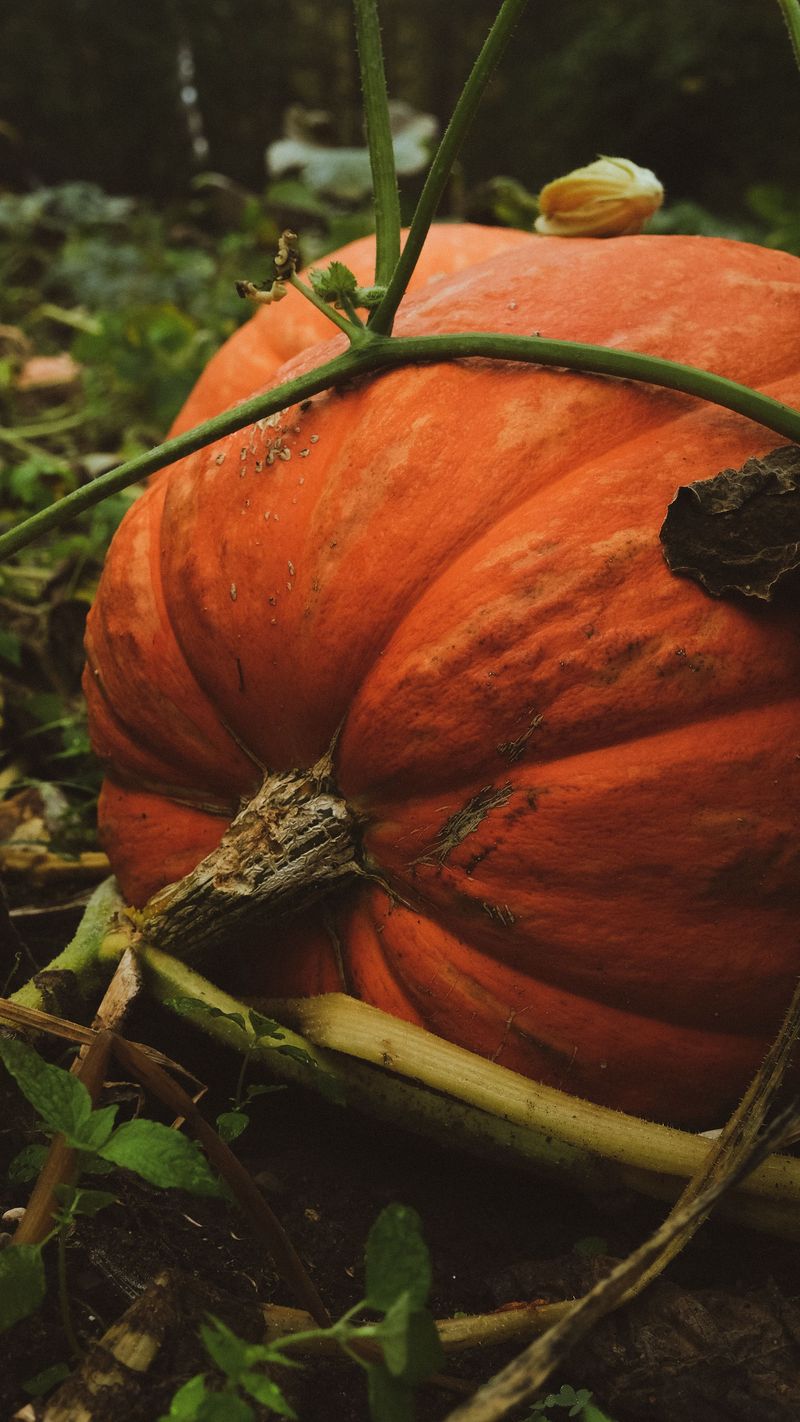Steps To Protect Remaining Pumpkin Vines
