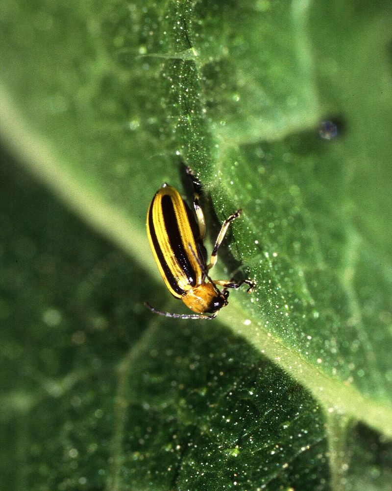 Steps To Protect Your Cucumbers Before Beetles Strike Steps To Protect Your Cucumbers Before Beetles Strike