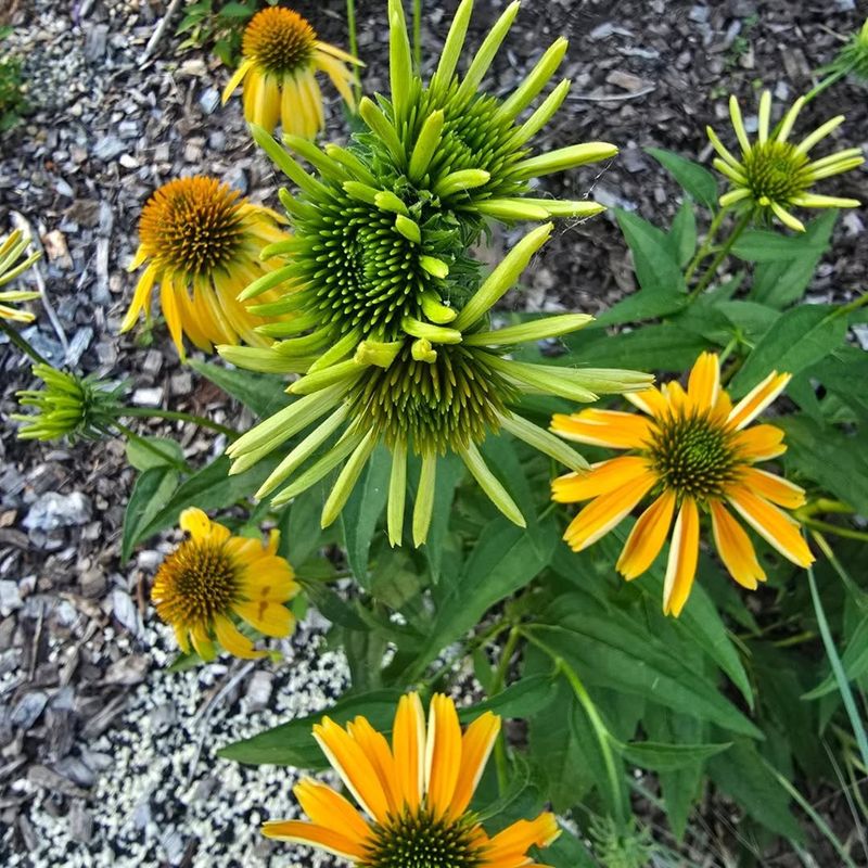 Steps To Remove And Contain Infected Plants