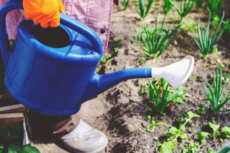 Steps To Rescue A Plant After Fertilizer Burn Steps To Rescue A Plant After Fertilizer Burn