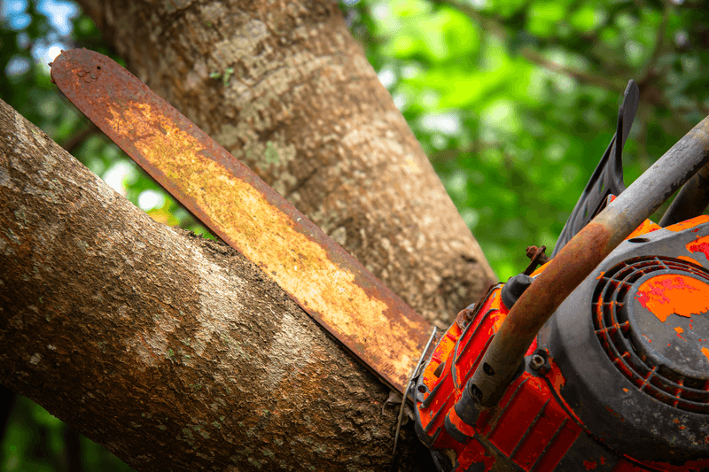 Steps To Take Before Cutting Anything Near The Line