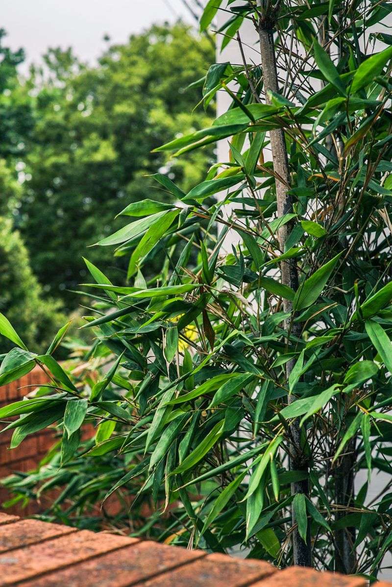 Steps To Take Before Planting Bamboo Legally