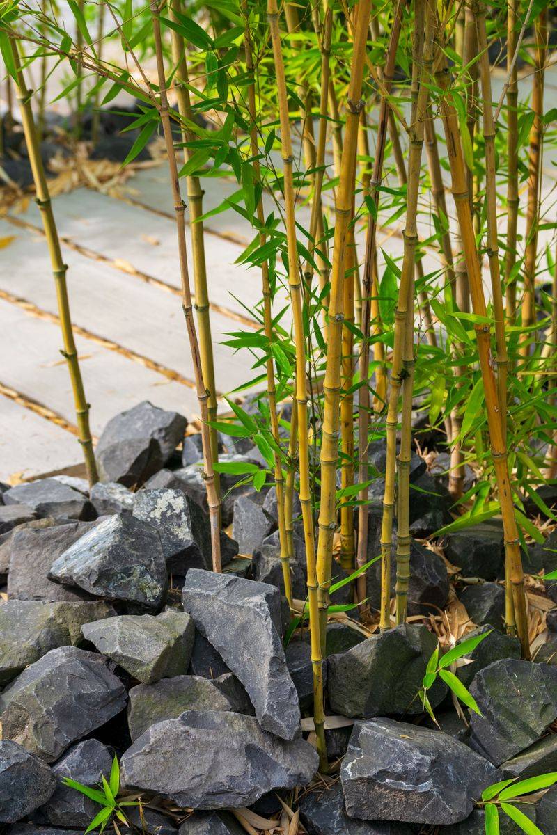 Steps To Take Before Planting Or Removing Bamboo