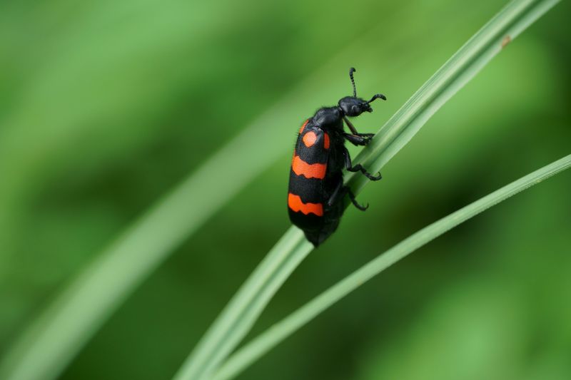 Steps To Take If One Shows Up In Your Yard