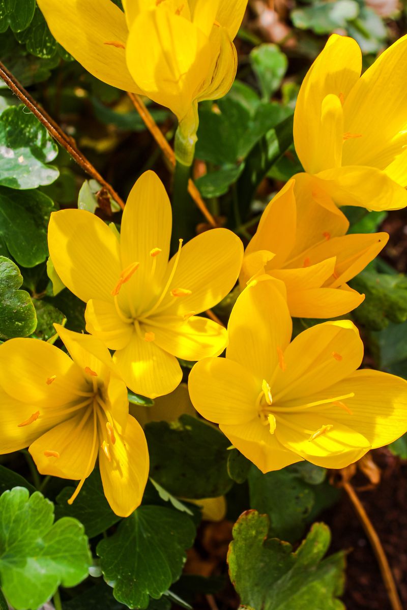 Sternbergia Sternbergia