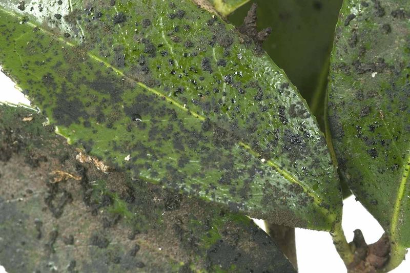Sticky Black Leaves Suggest Cottony Camellia Scale