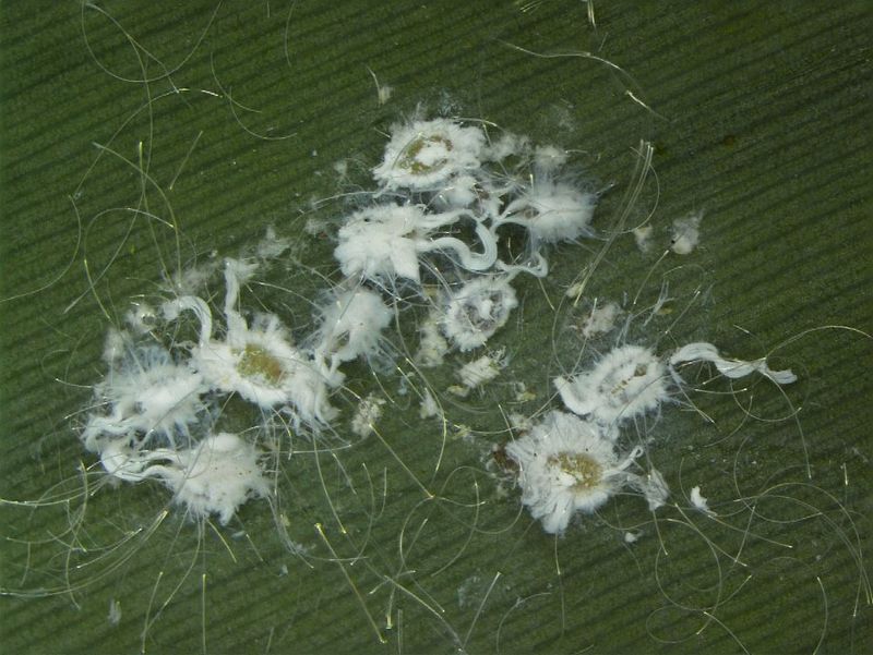 Sticky Honeydew Makes The Mess Worse