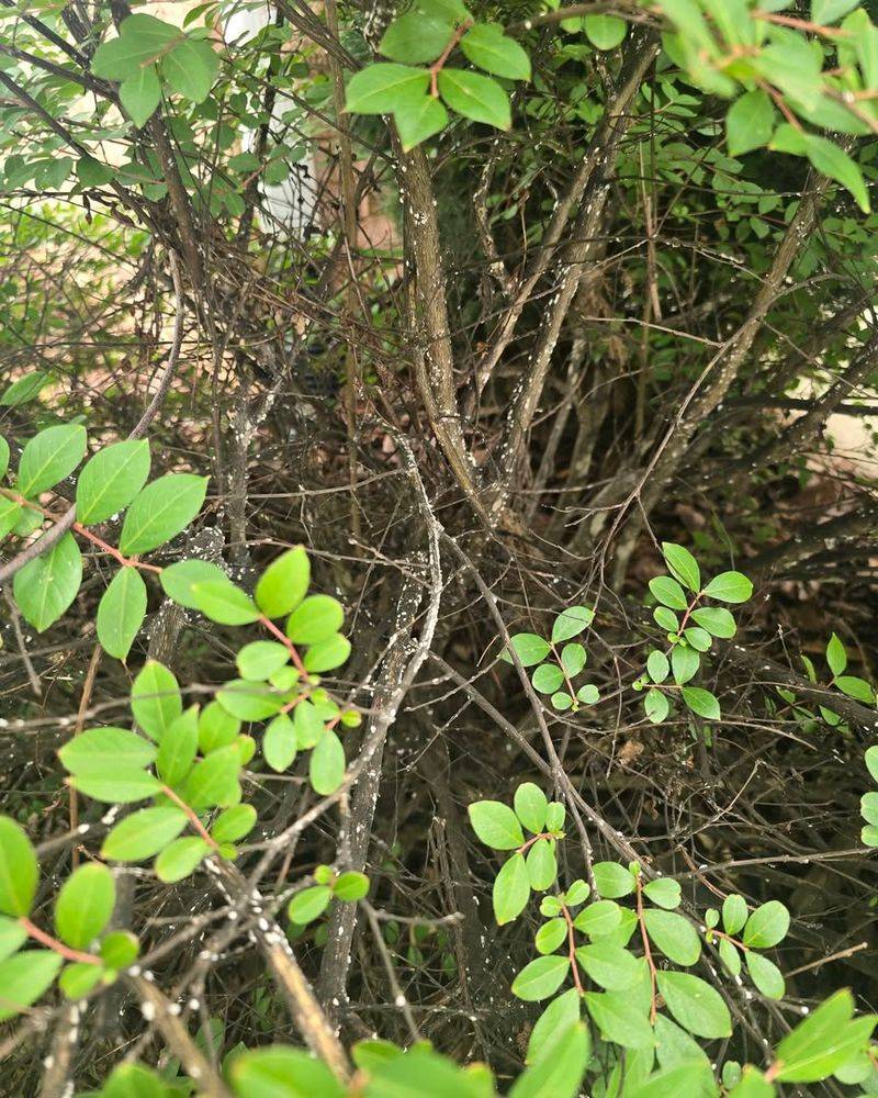 Sticky Honeydew Under The Tree
