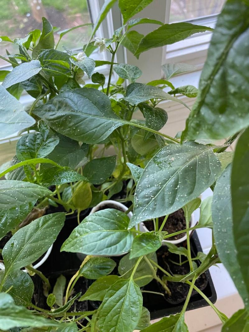 Sticky Leaves Are Not The Same Problem Sticky Leaves Are Not The Same Problem