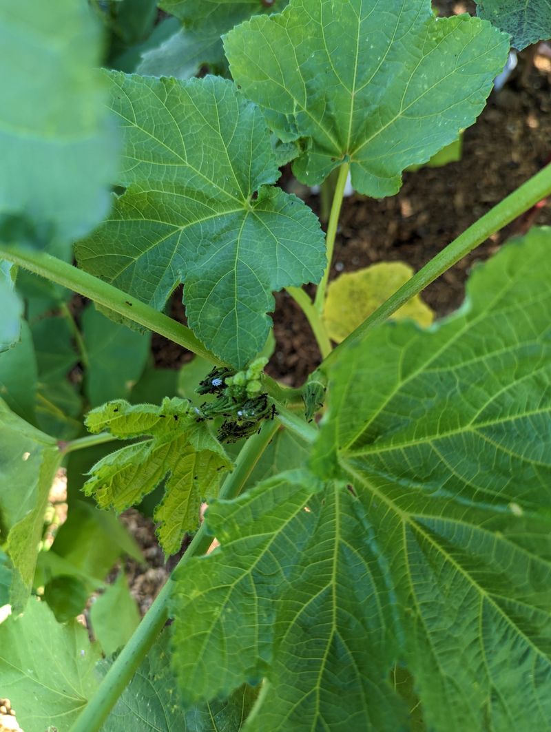 Sticky Leaves Can Confirm The Clue
