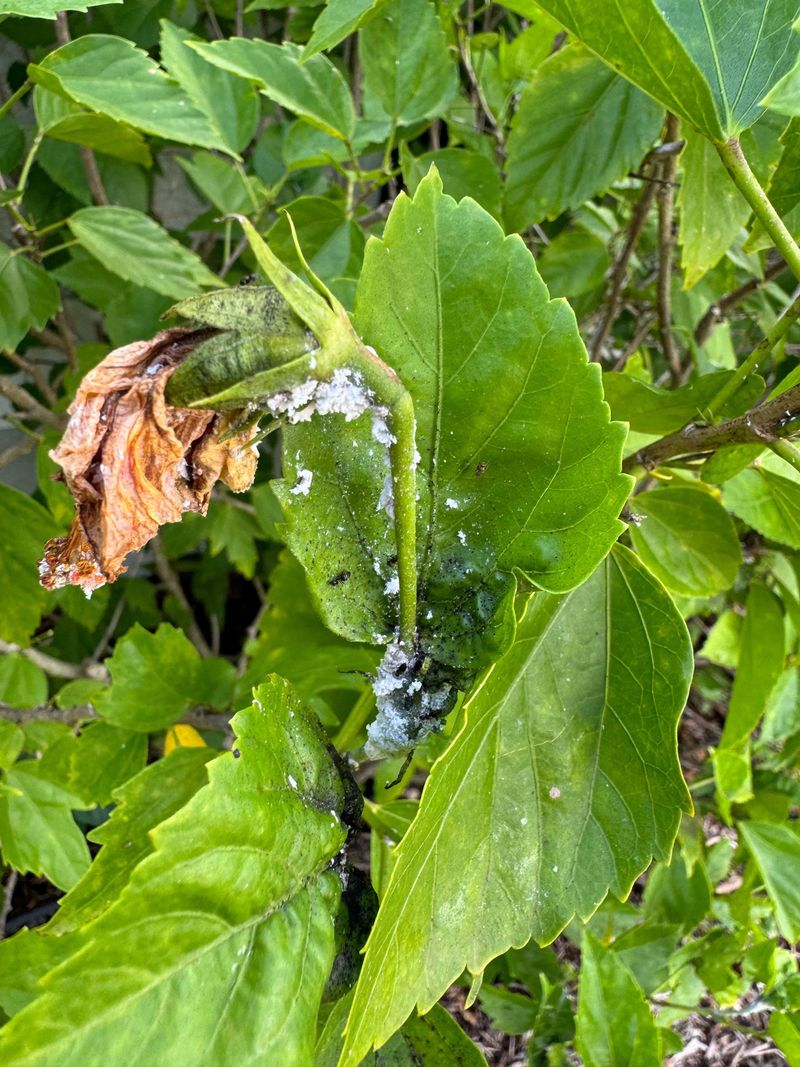 Sticky Leaves Signal A Growing Infestation Sticky Leaves Signal A Growing Infestation