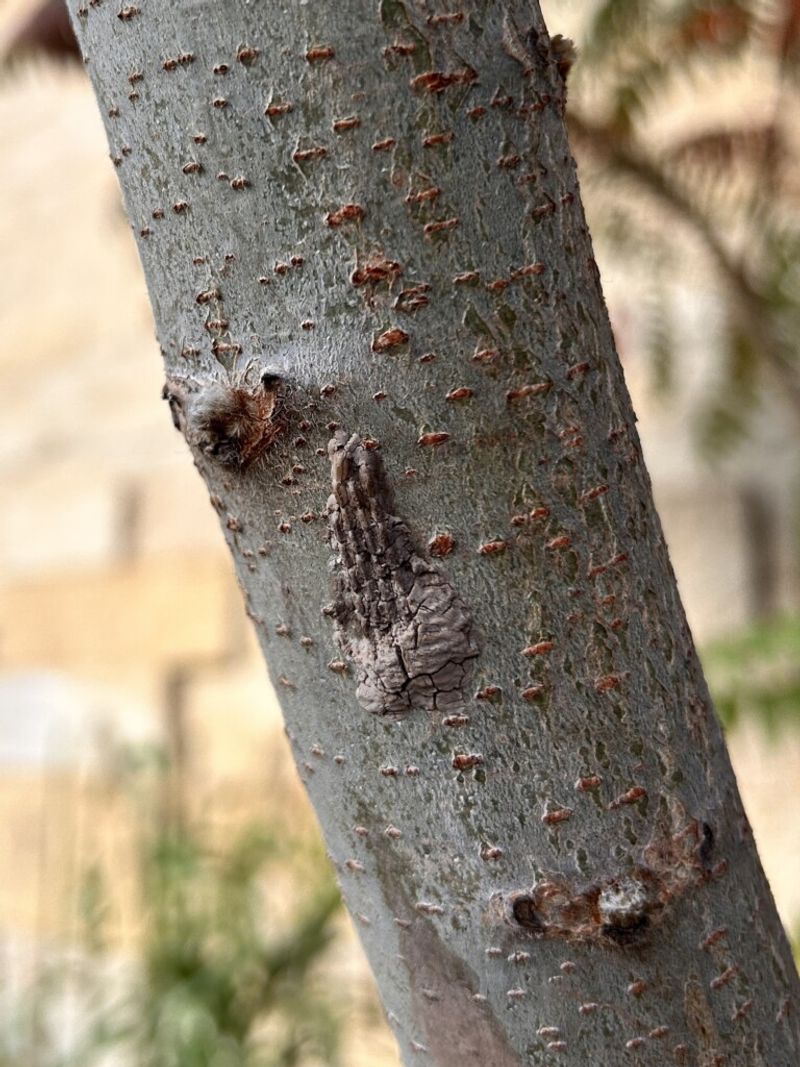 Sticky Surfaces Reveal Where They Have Been Feeding