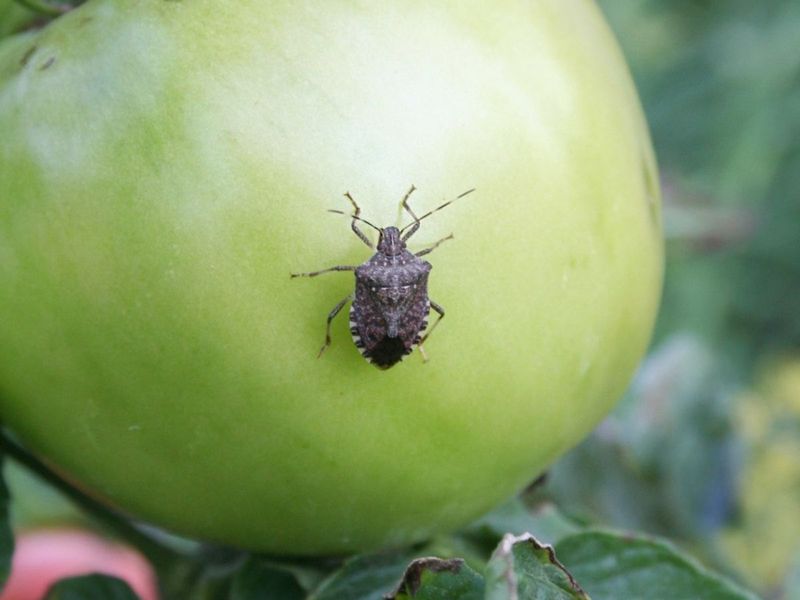Stink Bug Control Starts With Natural Enemies Stink Bug Control Starts With Natural Enemies