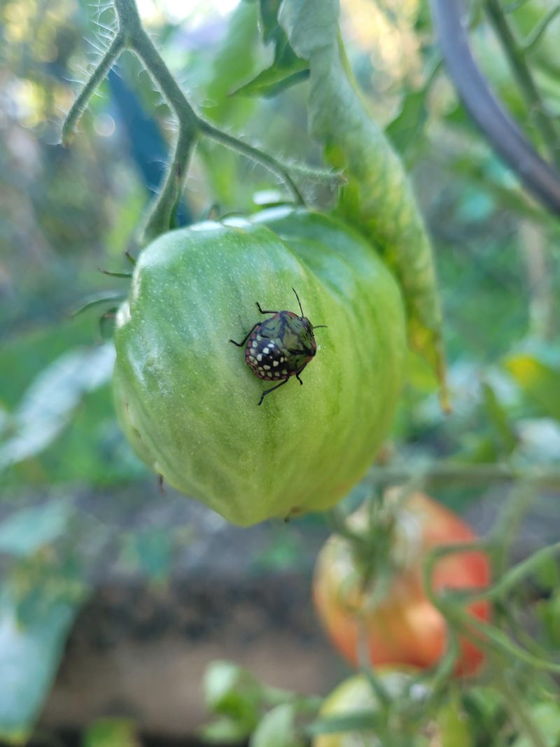Stink Bugs Are The Main Suspects