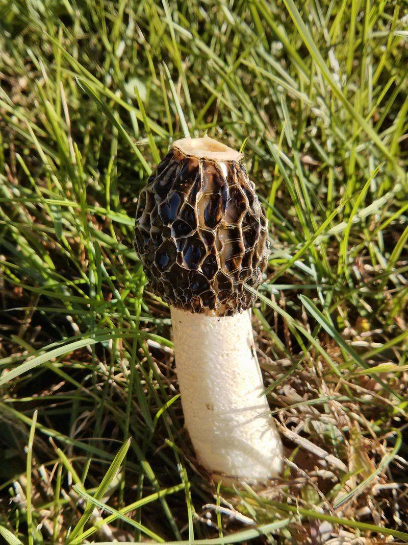 Stinkhorns Look Alarming But Break Down Fast Stinkhorns Look Alarming But Break Down Fast